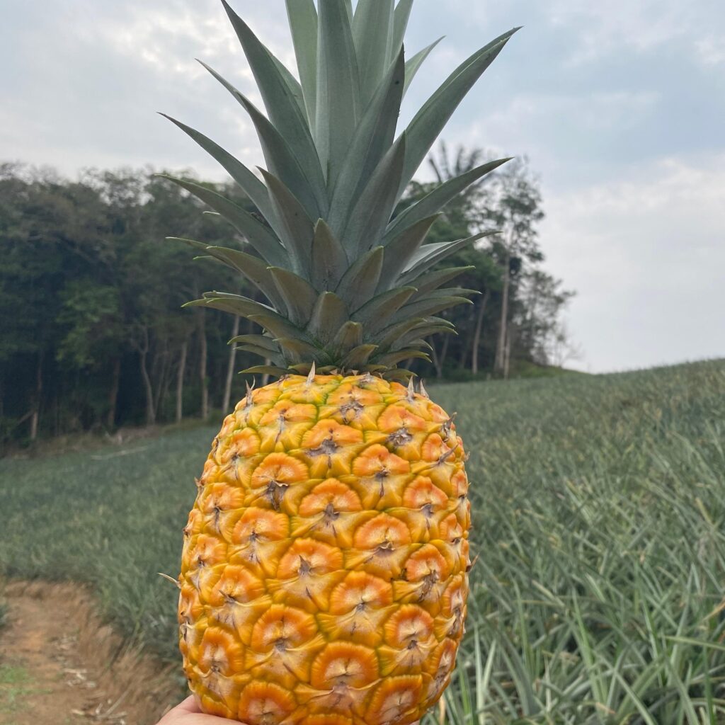 Piña Golden MD2 Fruta S/. 2.30 x 1000 kg - Cooperativa Nororiente COPAPOR